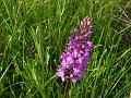 dactylorhiza  maculata